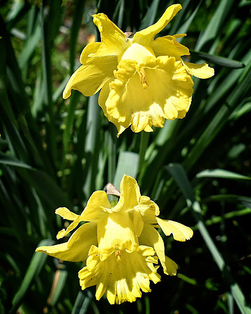 Daffodil Buddies
