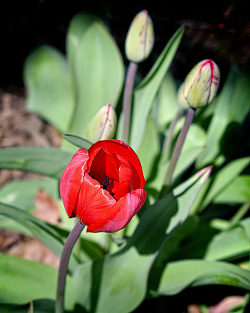 Tulip Buds