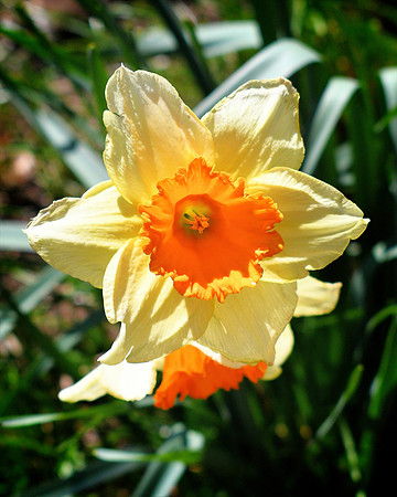 Yellow Orange Daffodil