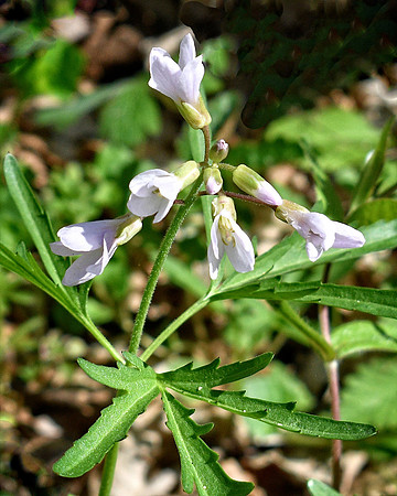 Cutleaf Tooth Wort at Shenks Ferry