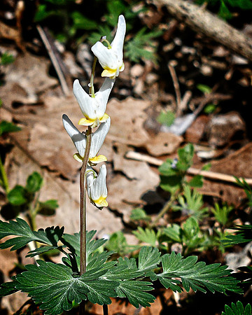 Dutchman's Breeches at Shenks Ferry