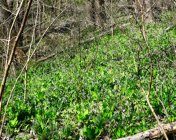 Hillside Virginian Blue Bells