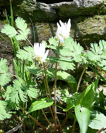Rocks and Flowers