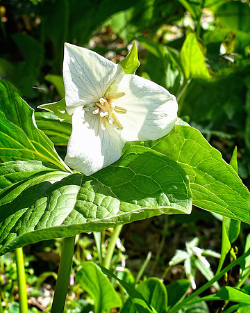 Snow White Trillium