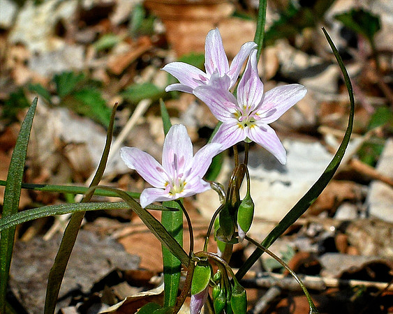 Spring Beauty at Shenks Ferry
