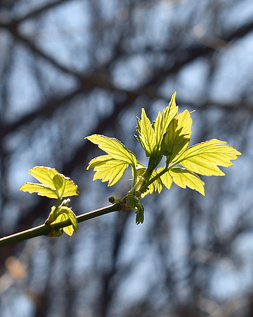 Spring Leaves