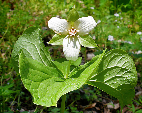 Susquehana Trillium Looking Right At You