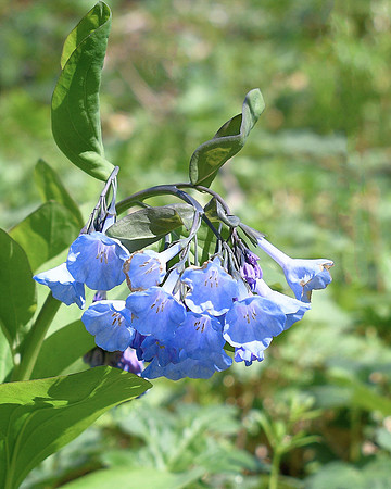 Sunny Virginia Blue Bells at Shenk's Ferry Wildlife Preserve