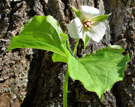 Trillium and Tree