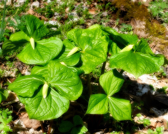 Trillium Waiting to Bloom