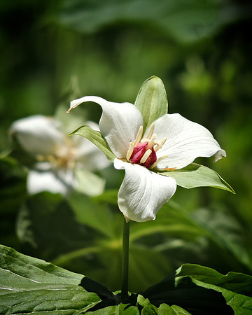 Another Susquehana Trillium