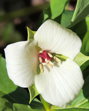 Susquehana Trillium at Shenk's Ferry Wildlife Preserve