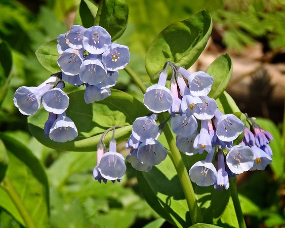 Virginian Blue Bells Cluster