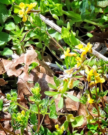 Yellow Corydalis