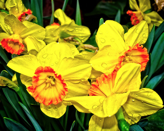 Pretty Daffodils