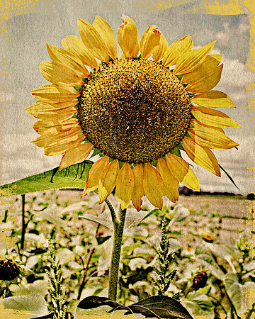 Sunflower Proud Dusty Yellow