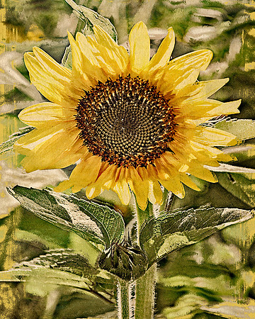 Dusty Yellow Sunlit Sunflower