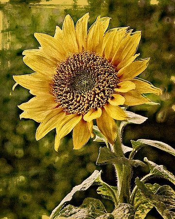 Sunflower Smiles Dusty Yellow