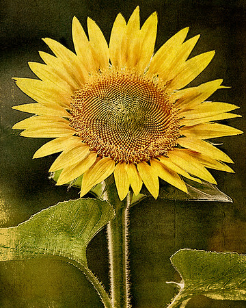Sunny Sunflower Dusty Yellow