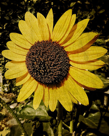 Dusty Summer Sunny Day