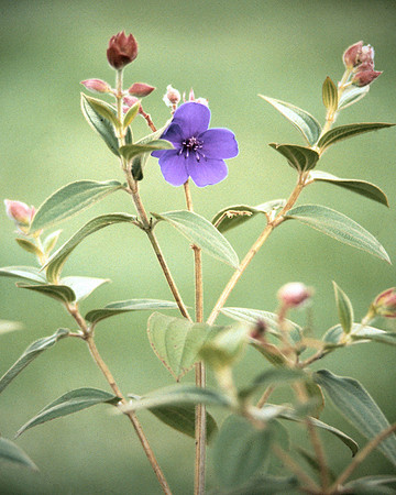 Softly Purple