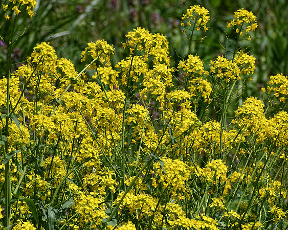 Along the Roadside