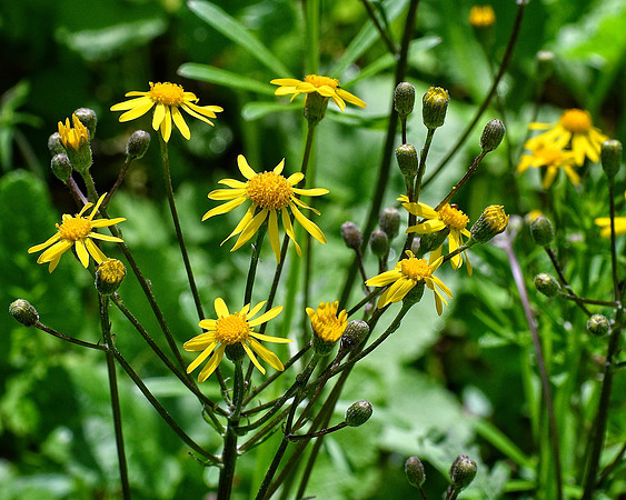 Golden Ragwort Blooms
