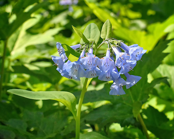 Early May Virginian Blue Bells