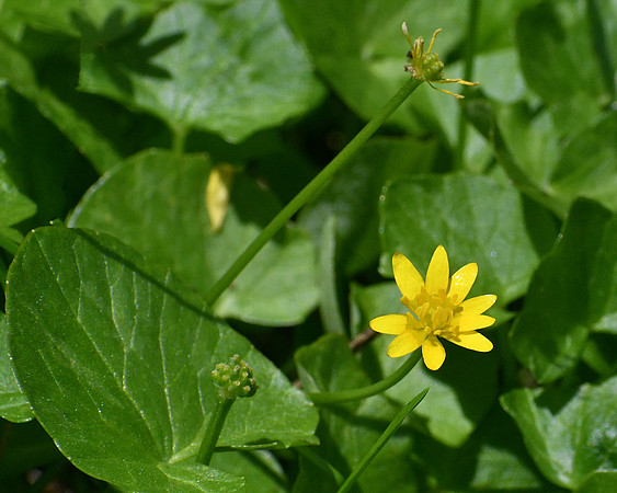 Lesser Celadine