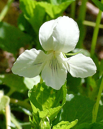 One White Violet at Shenks Ferry