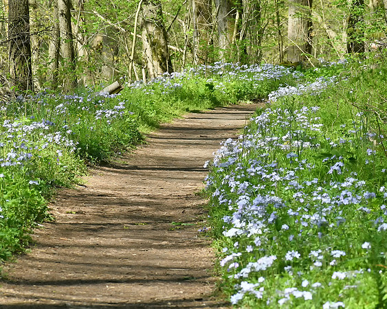 Phlox Lined Path