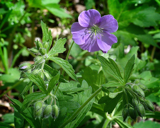 Purple Flower at Shenks Ferry