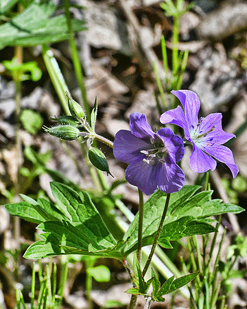 Purple Flowers at Shenks Ferry