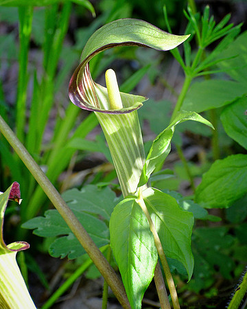 Ready to Bloom