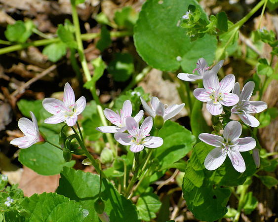 Simply Beautiful Flowers