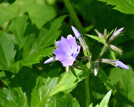 Spiral Flower Blooms
