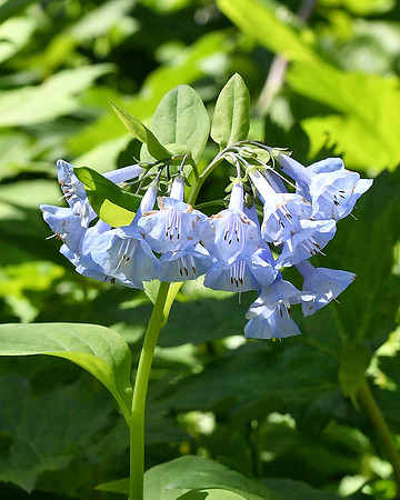 Virginia Blue Bell Blooms