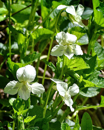 White Violets