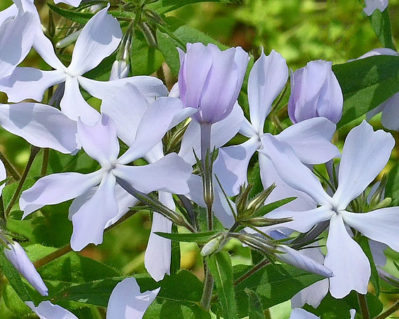 Wild Phlox Blooms