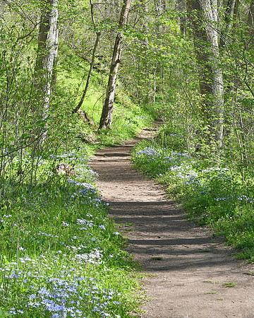 Wild Phlox Lined Path at Shenks Ferry