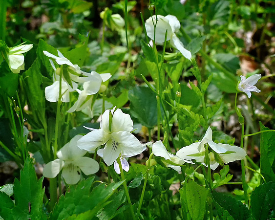 Wild Violets at Shenks Ferry