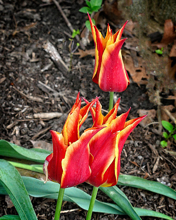 Bright Spiked Tulips