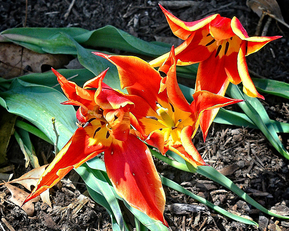 Open Bright Spiked Tulips
