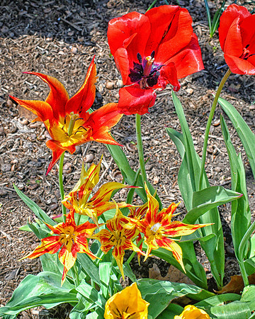 Tulip Togetherness