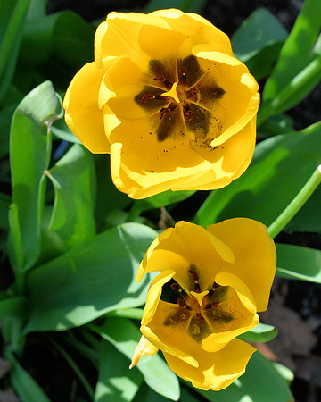 Yellow Beauties