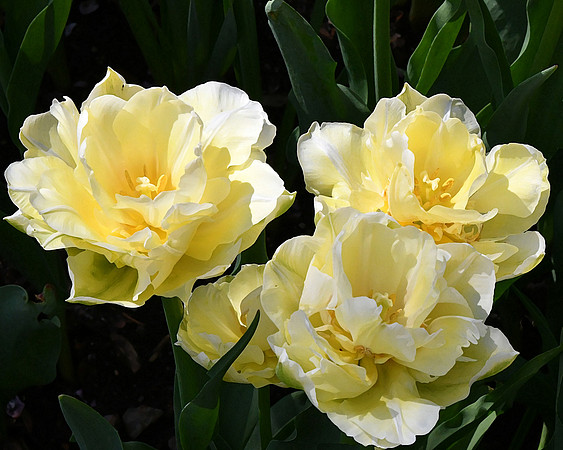 Double Early Tulips