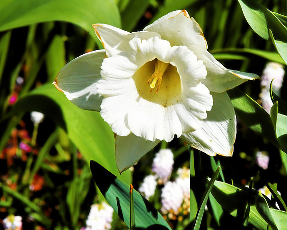 White Daffodil