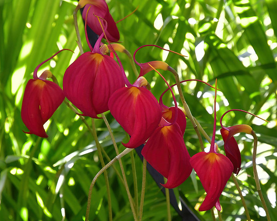 Glorious Reds