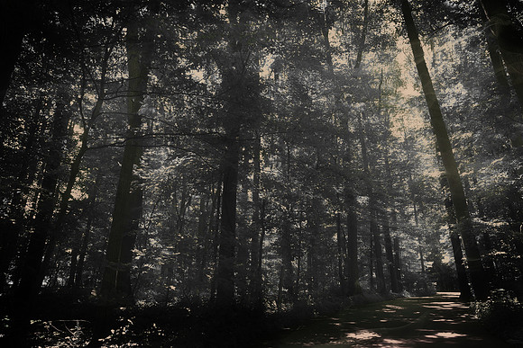 Ghostly Woods