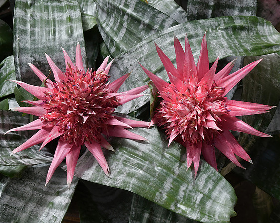 In Bloom